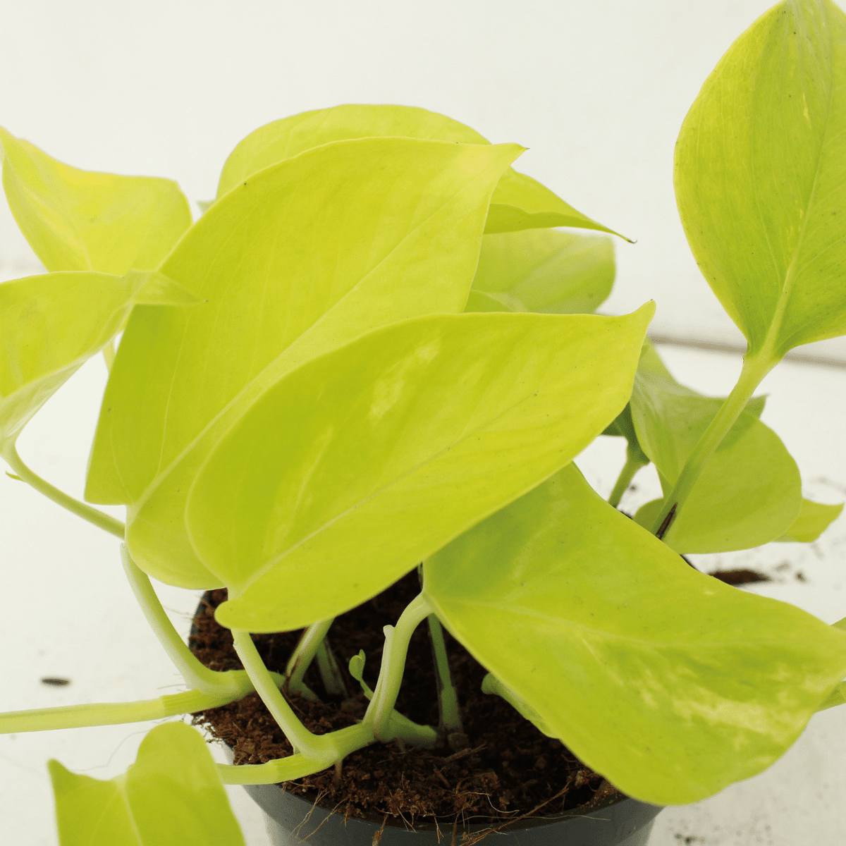 Gouden scindapsus (Epipremnum aureum)