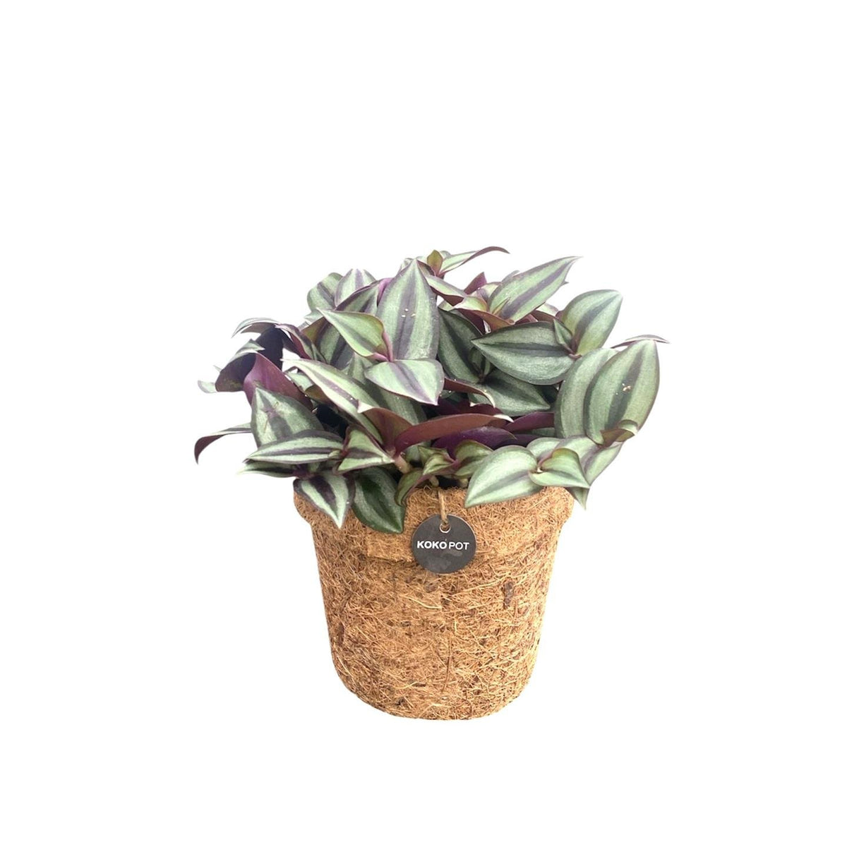 Coco pot inch plant , ø13 cm