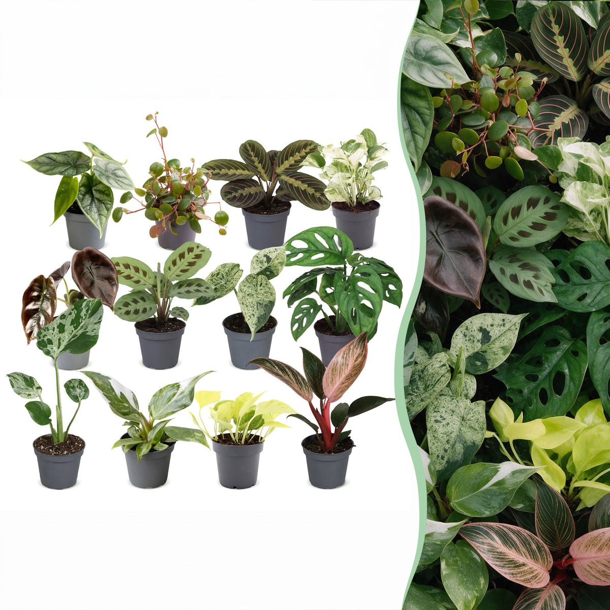 Overraskelsesboks med små planter