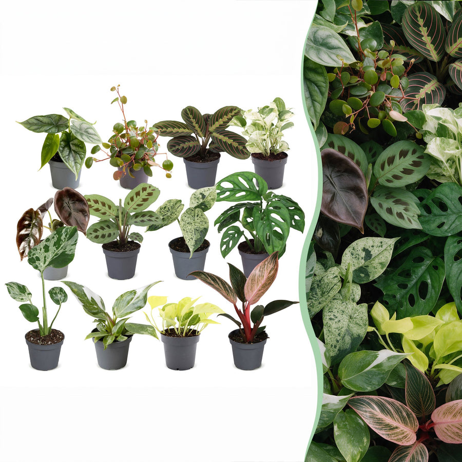 Overraskelsesboks med små planter (12 planter, potte ø6 cm)