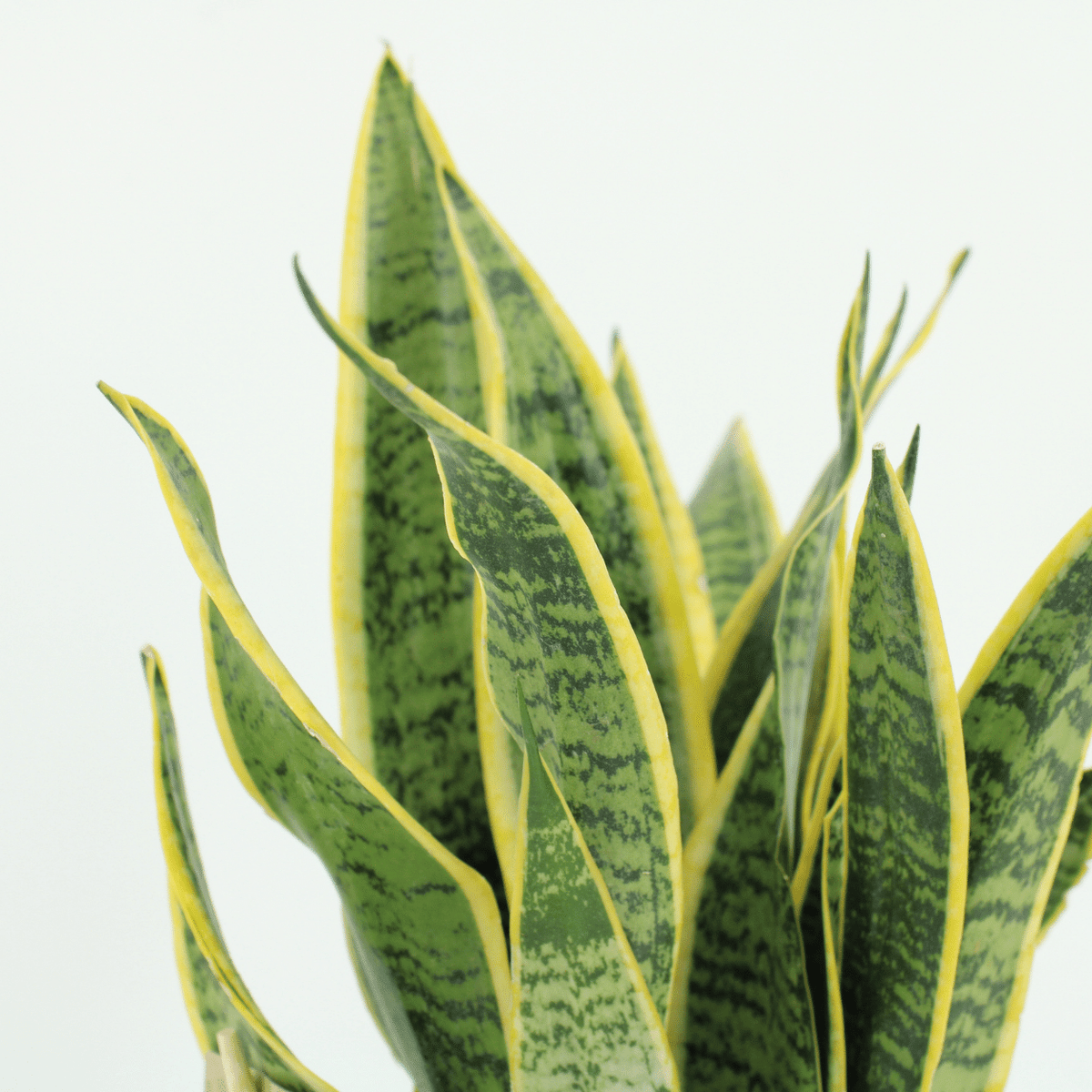Vrouwentong Sansevieria Laurentii