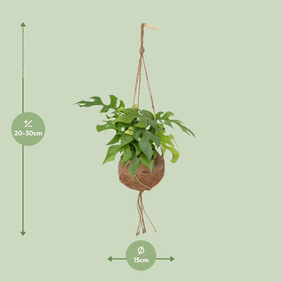 Monstera minima (Rhaphidophora tetrasperma) hangplant 25 cm hoog, pot ø15 cm