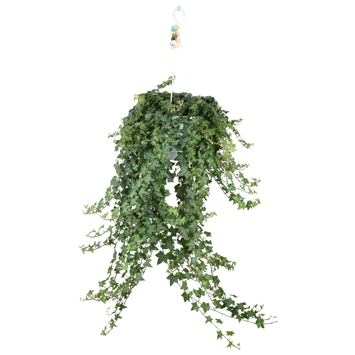 Klimop (Hedera helix 'Pittsburgh') hangplant