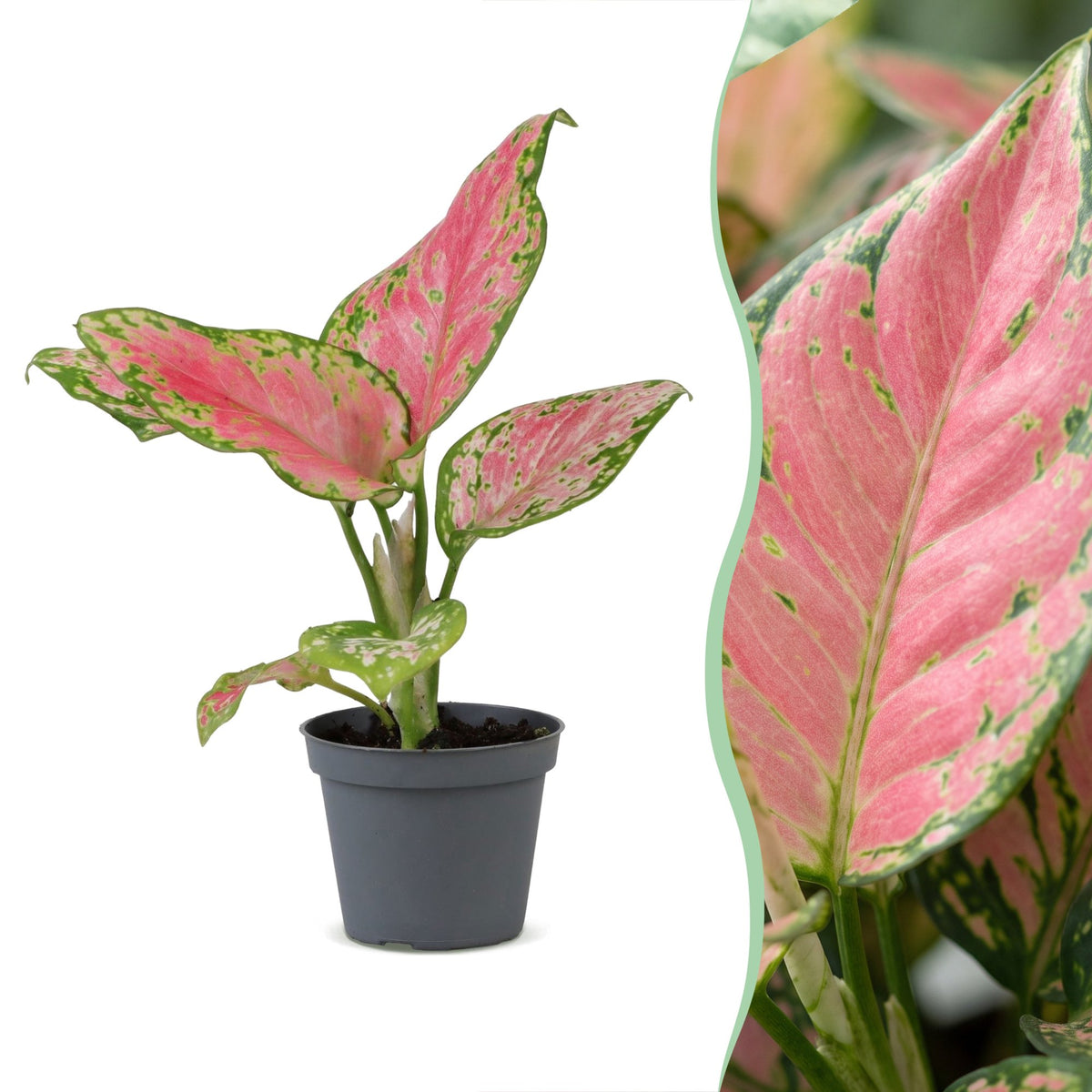 Chinees groen (Aglaonema 'Red Valentine')