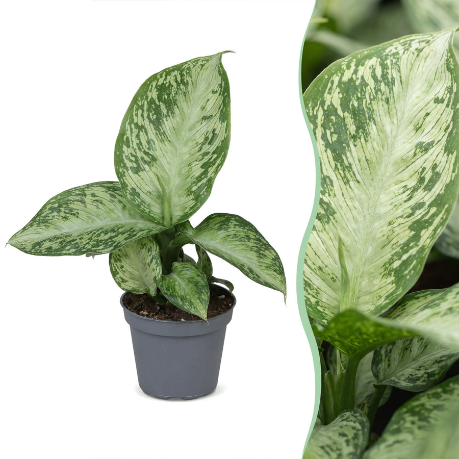 Dieffenbachia 'Snow' 15 cm hoog, pot ø6 cm