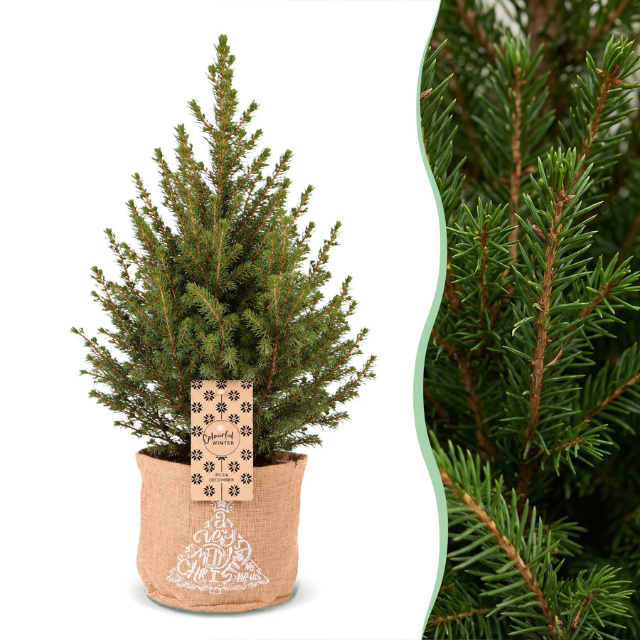 Kegelspar (Picea glauca 'Conica') 65 cm hoog, pot ø17 cm, in jute zak