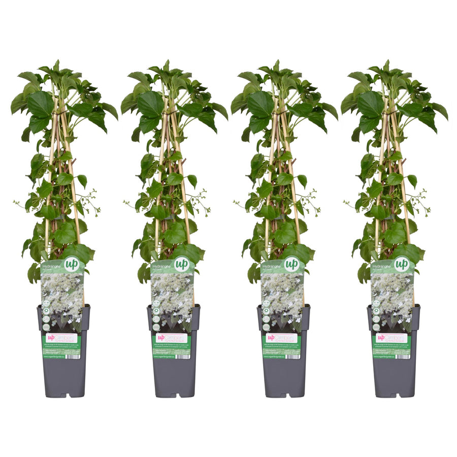 Klätterhortensia (Hydrangea petiolaris), 4 växter på 65 cm