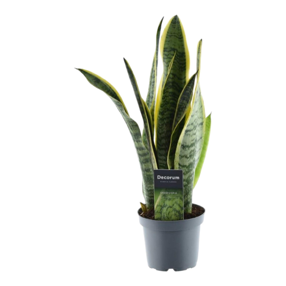 Vrouwentong (Sansevieria trifasciata 'Laurentii')