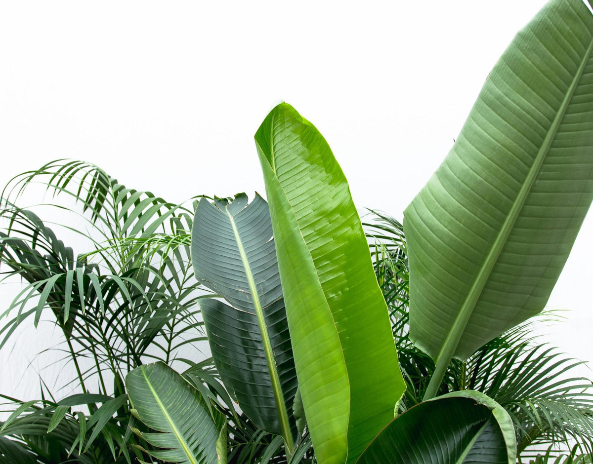 Værdipakke XXL med Kentia, Strelitzia Nicolai og Areca stueplanter i potter