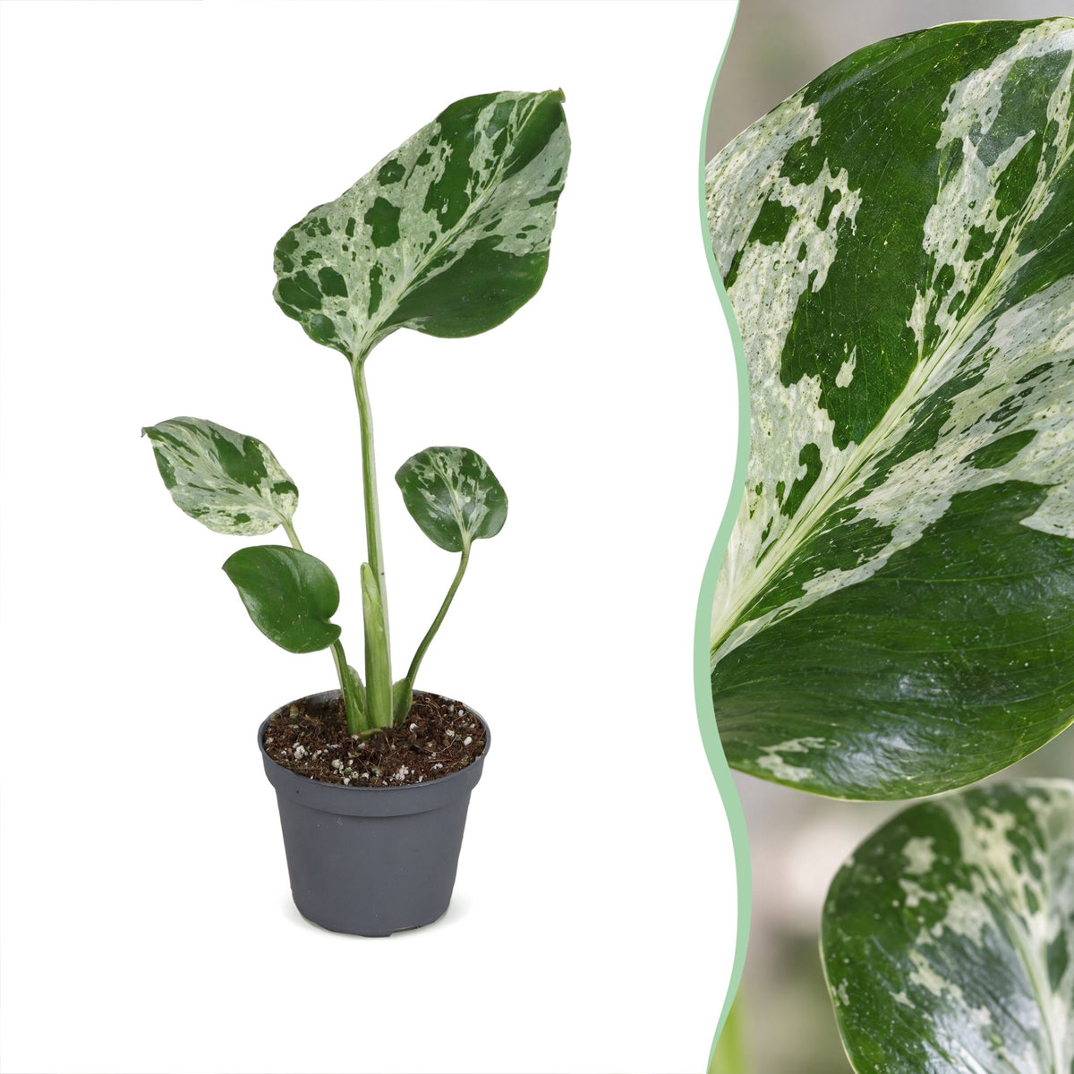 Monstera 18 cm høj, potte ø6 cm
