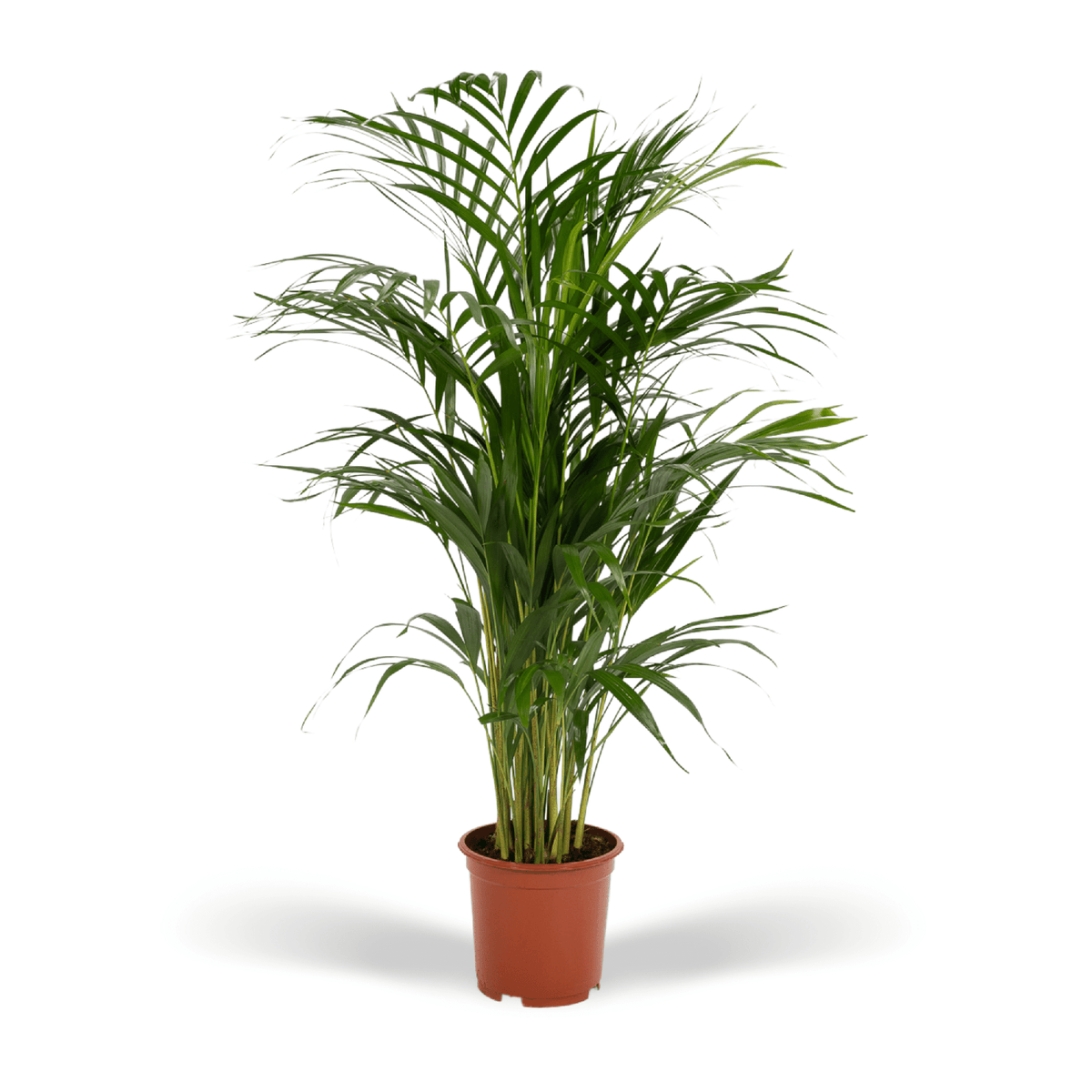 Goudpalm (Dypsis lutescens)