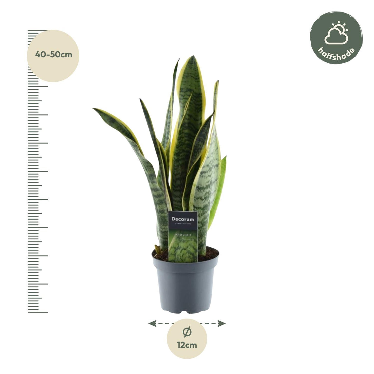 Vrouwentong (Sansevieria trifasciata 'Laurentii')