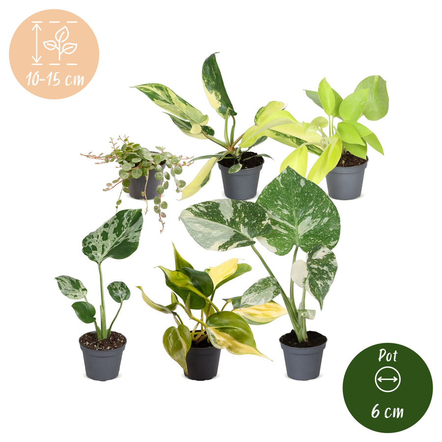 Baby Tropical Mix (6 planten, pot ø6 cm)