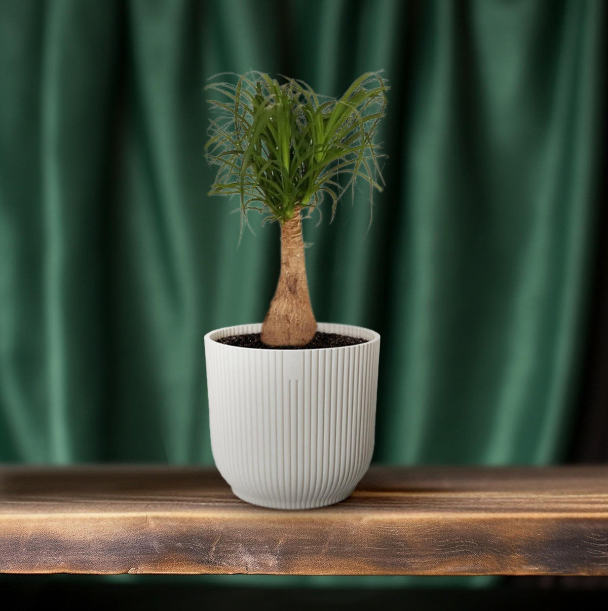 Ponytail palm 60 cm tall, pot ø19 cm