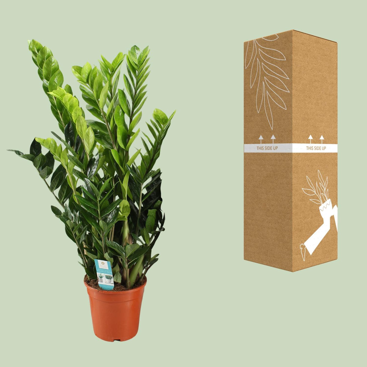 Zamioculcas zamiifolia