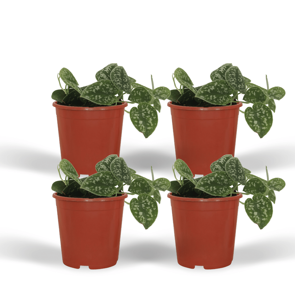 Sølvvin , 4 planter, potte ø12 cm