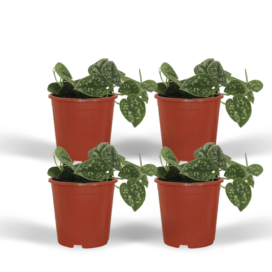 Sølvvin (Scindapsus pictus), 4 planter, potte ø12 cm