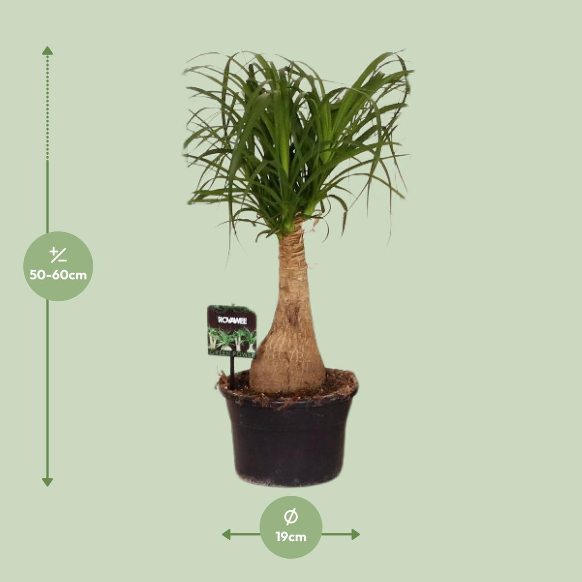 Ponytail palm 60 cm tall, pot ø19 cm