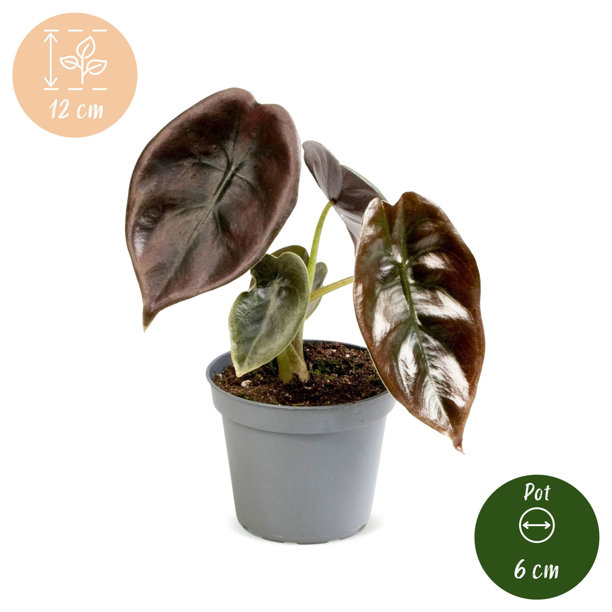 Alocasia cuprea 'Red'