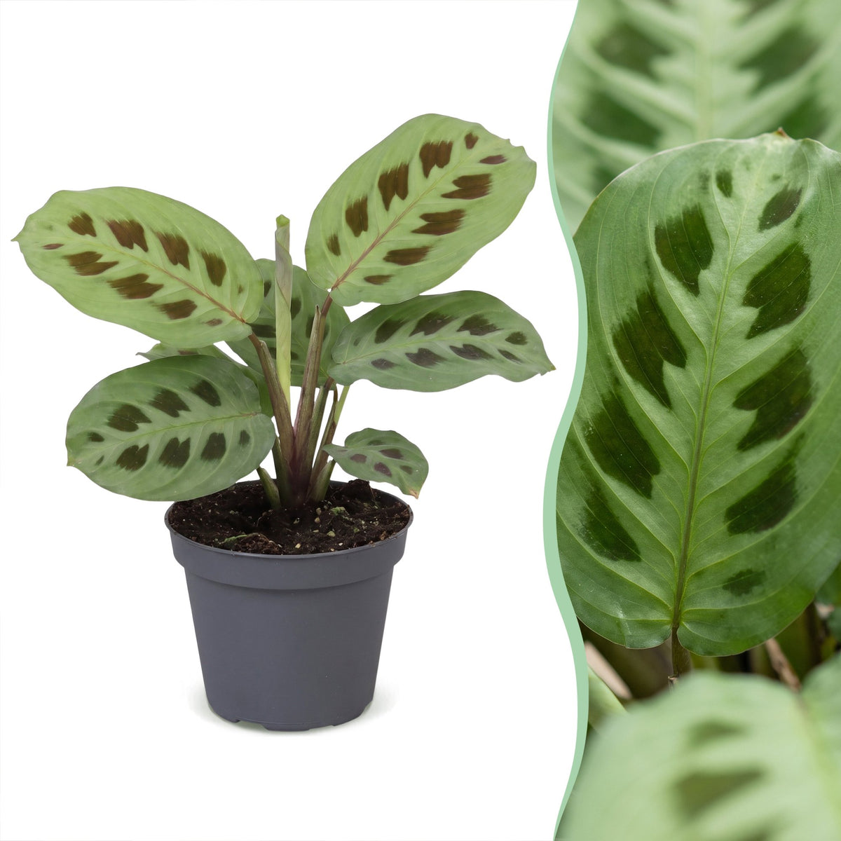 Gebedsplant (Maranta leuconeura 'Kerchoveana')