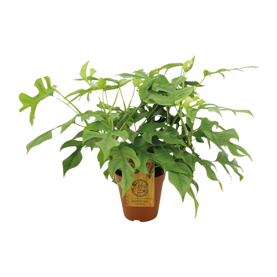 Mini-monstera (Rhaphidophora tetrasperma) 40 cm høj, potte ø15 cm