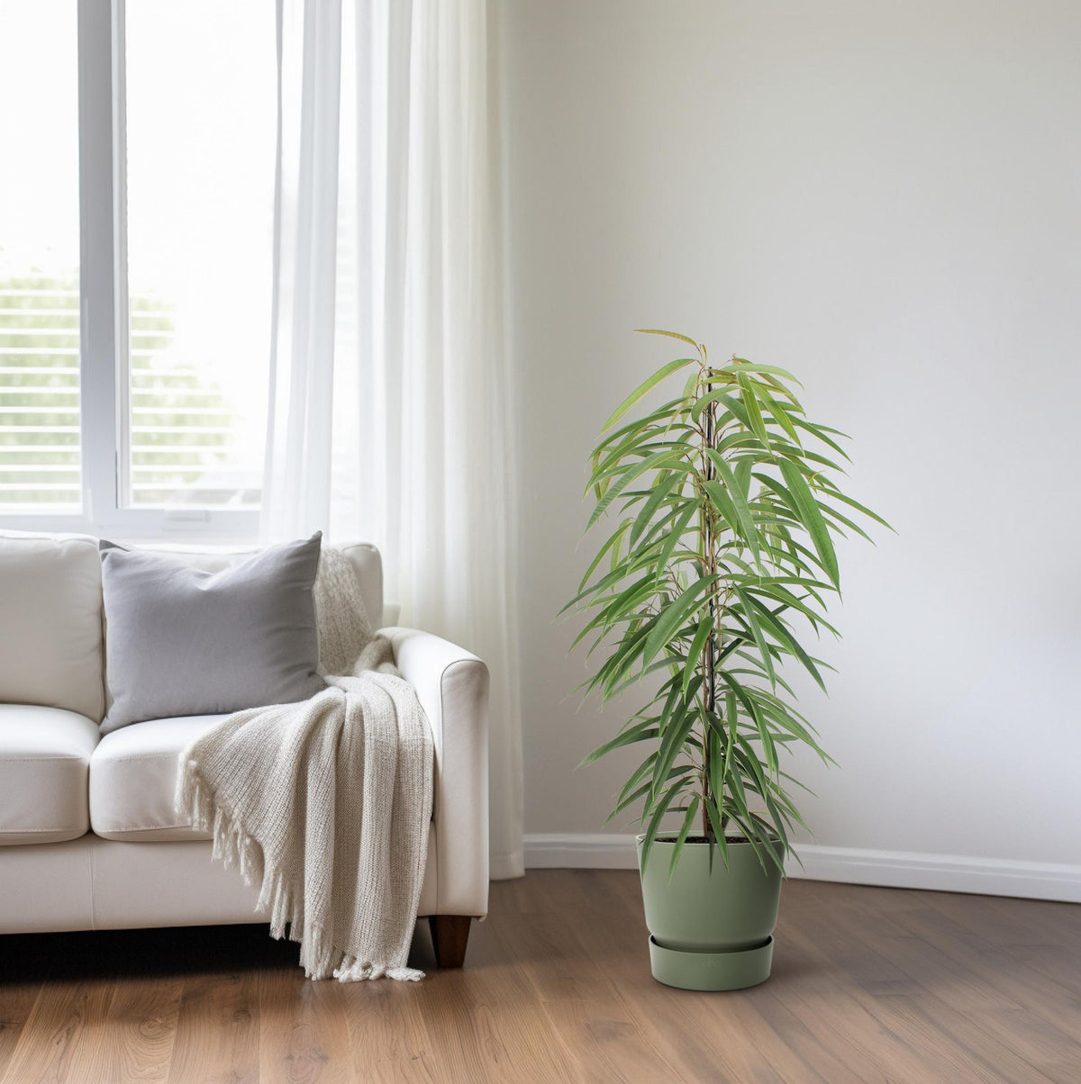 Ficus binnendijkii 'Alii' 80 cm hoch, Topf ø21 cm