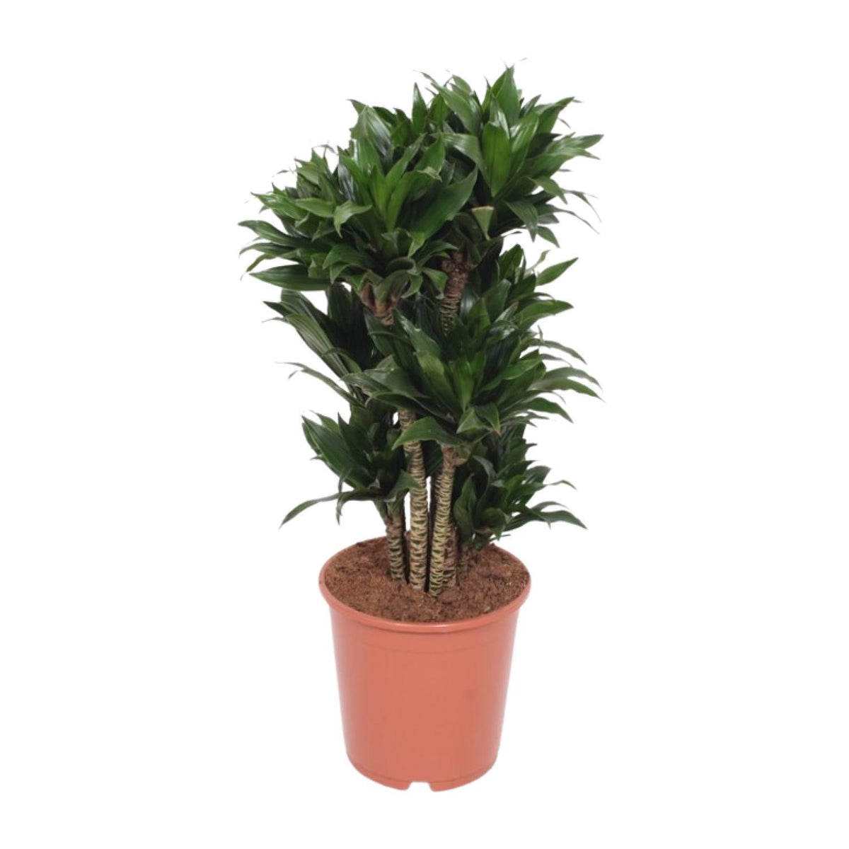 Drakenboom (Dracaena fragrans 'Compacta')