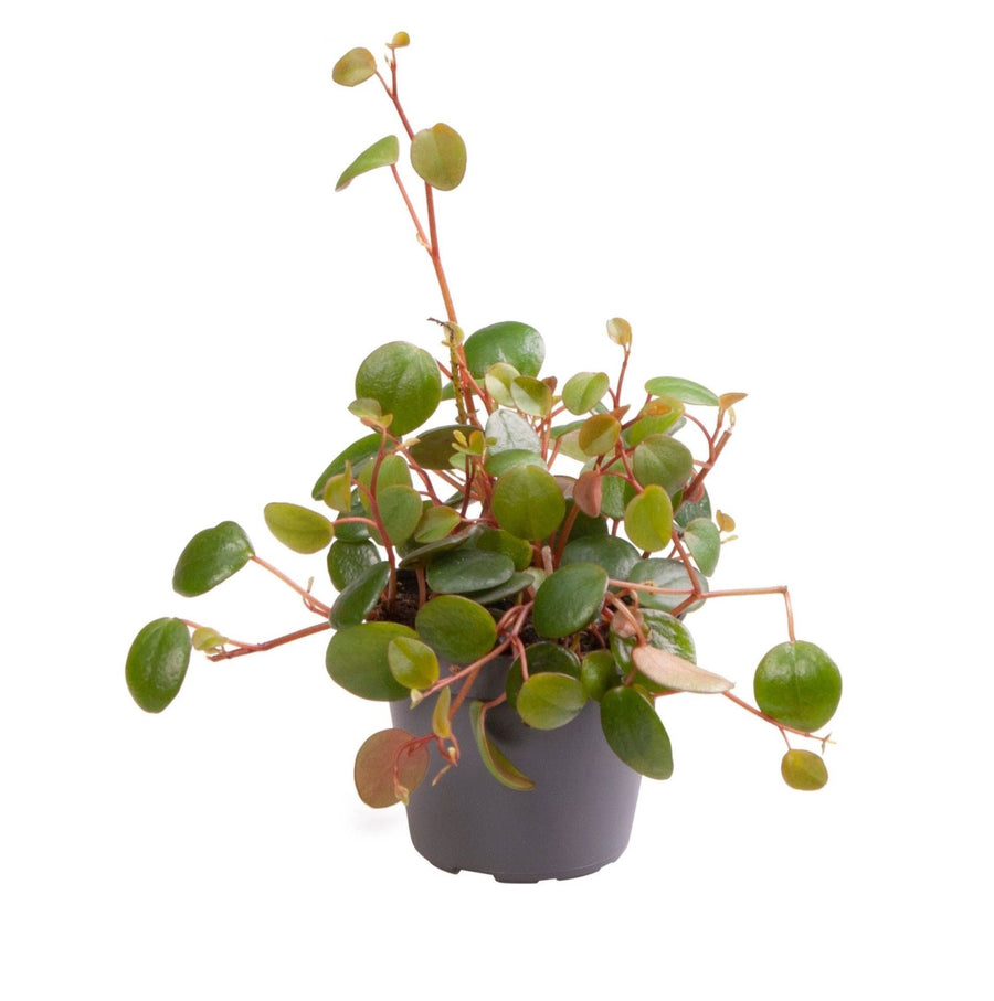 Peperomia 'Pepperspot' 10 cm hoog, pot ø6 cm