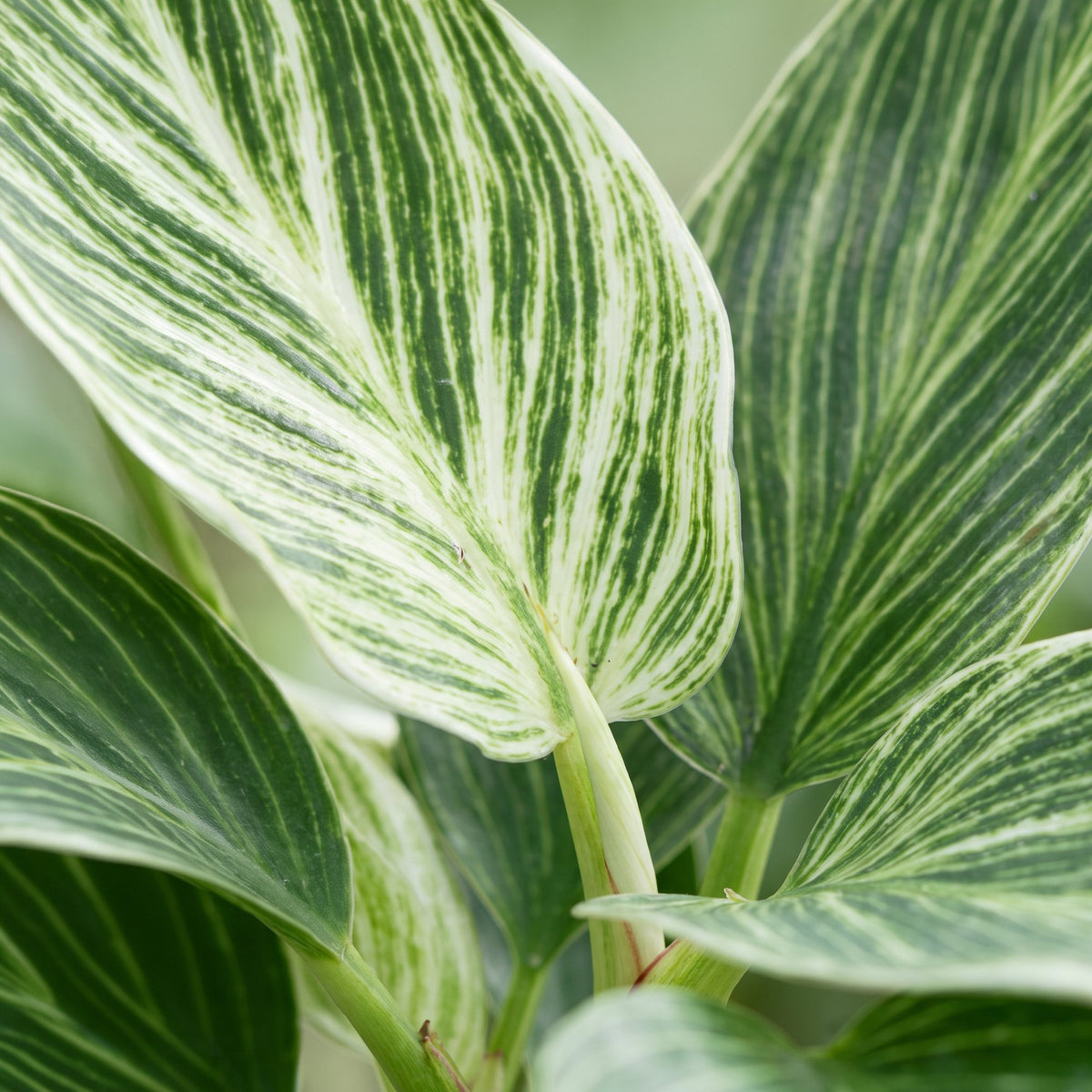 Philodendron 'White Measure' 10 cm høj, potte ø6 cm