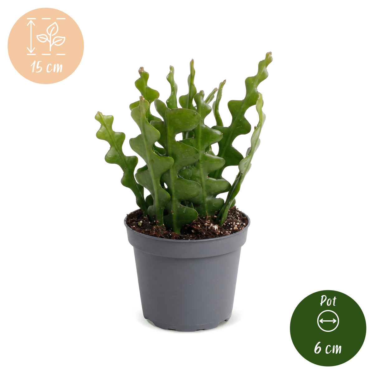 Cactus arête de poisson 15 cm de haut, pot ø6 cm