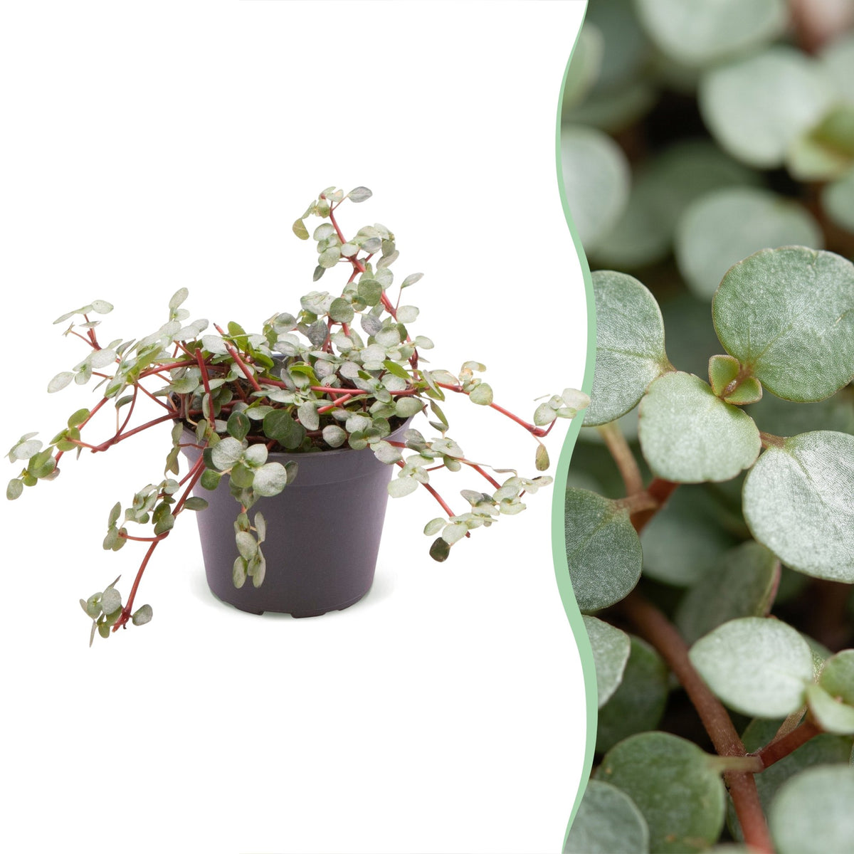 Pilea glauca 'Greyzy'