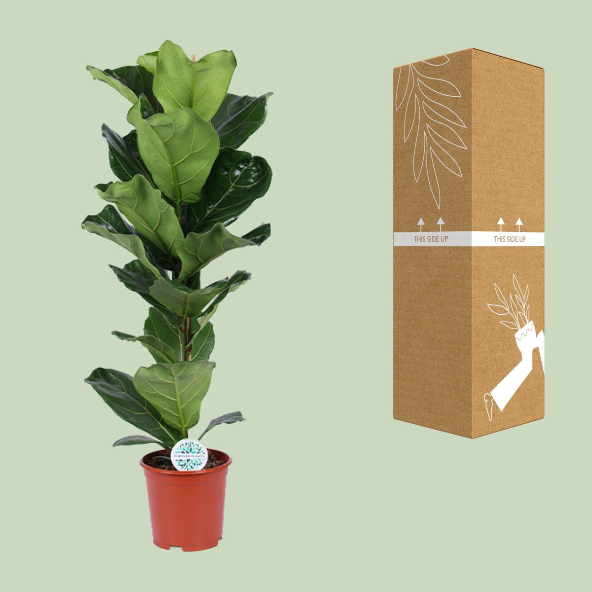 Vioolbladplant (Ficus lyrata)