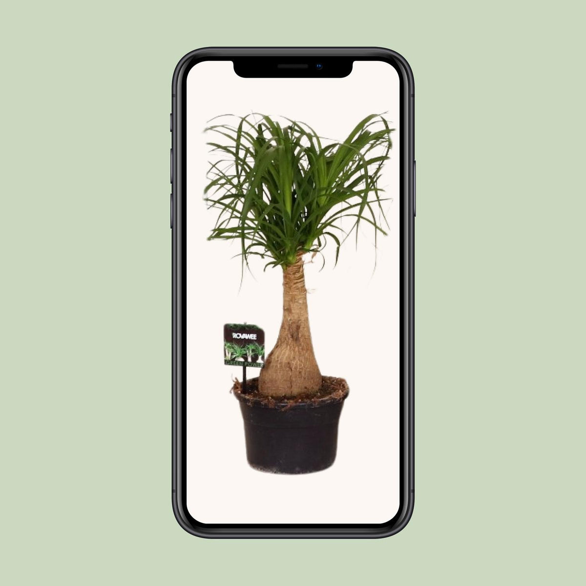 Ponytail palm 60 cm tall, pot ø19 cm