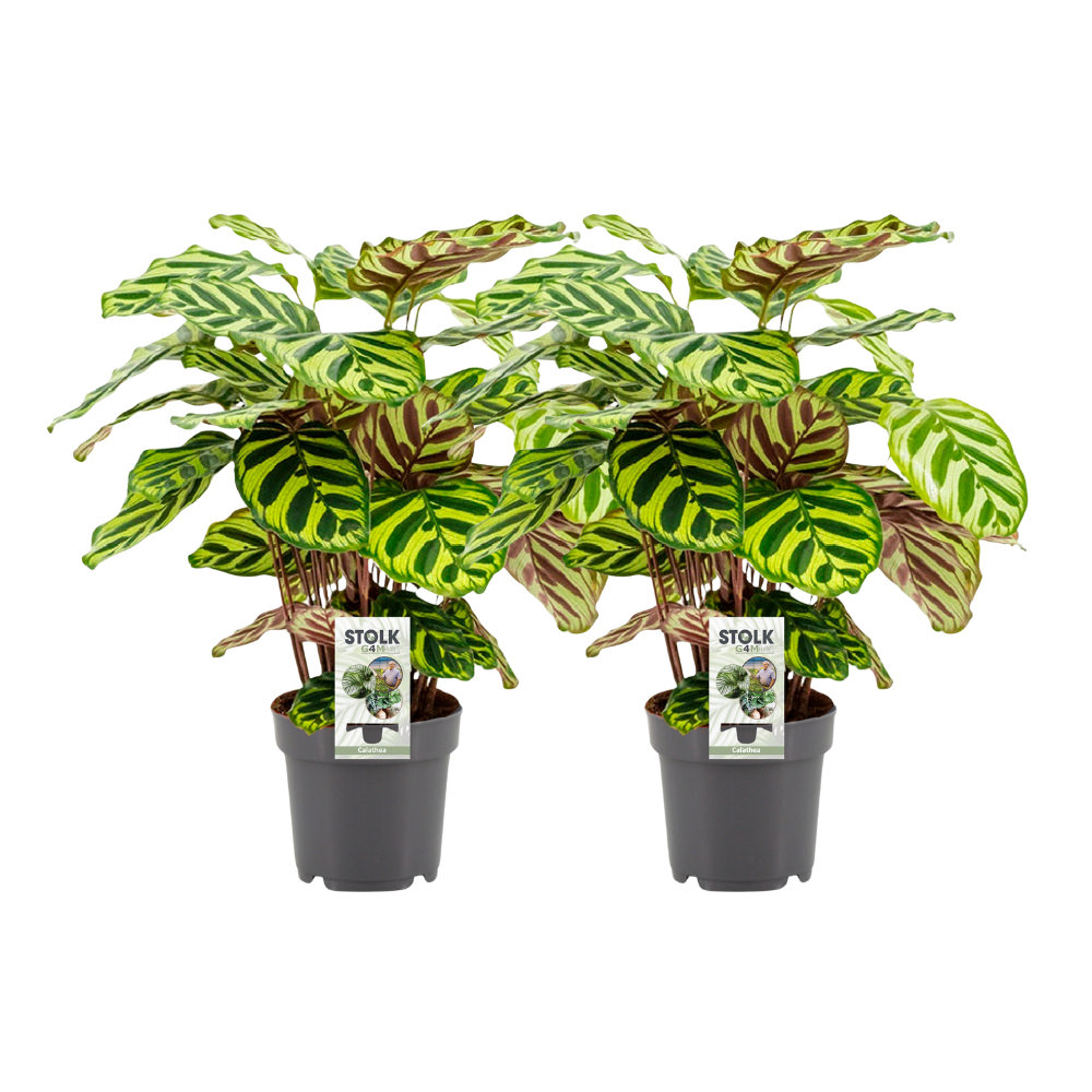 Pauwenplant (Calathea makoyana)