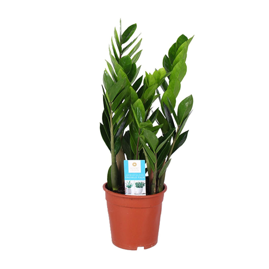 Zamioculcas (Zamioculcas zamiifolia) 60 cm høj, potte ø17 cm