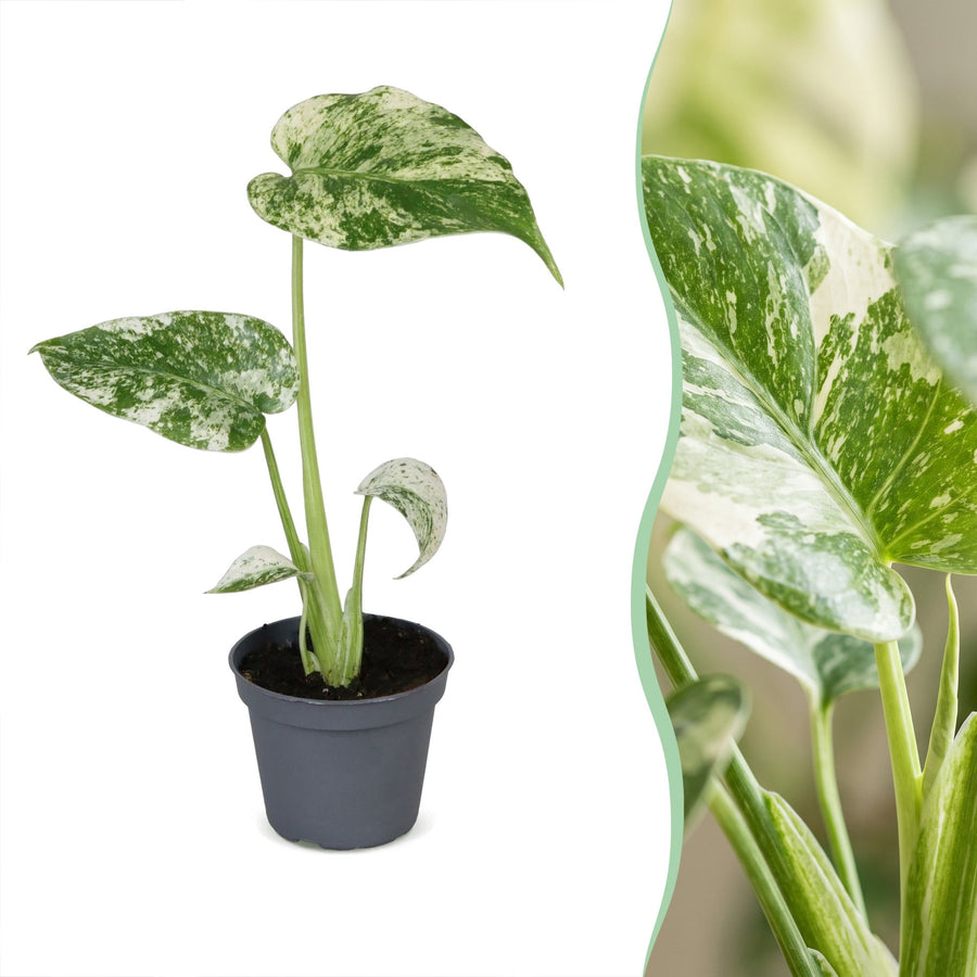 Broget fingerfilodendron (Monstera deliciosa 'Mint Variegated') 18 cm høj, potte ø6 cm