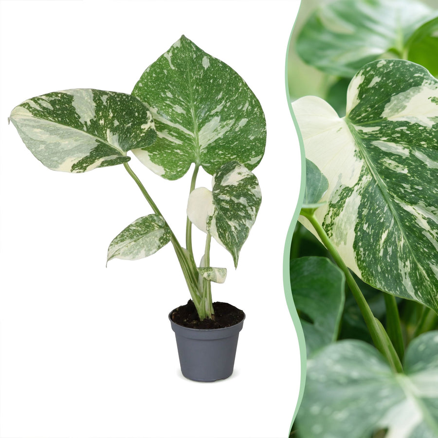 Gatenplant (Monstera deliciosa 'Thai Constellation') 14 cm hoog, pot ø6 cm