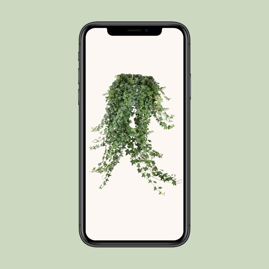 Klimop (Hedera helix 'Pittsburgh') hangplant, pot ø24 cm