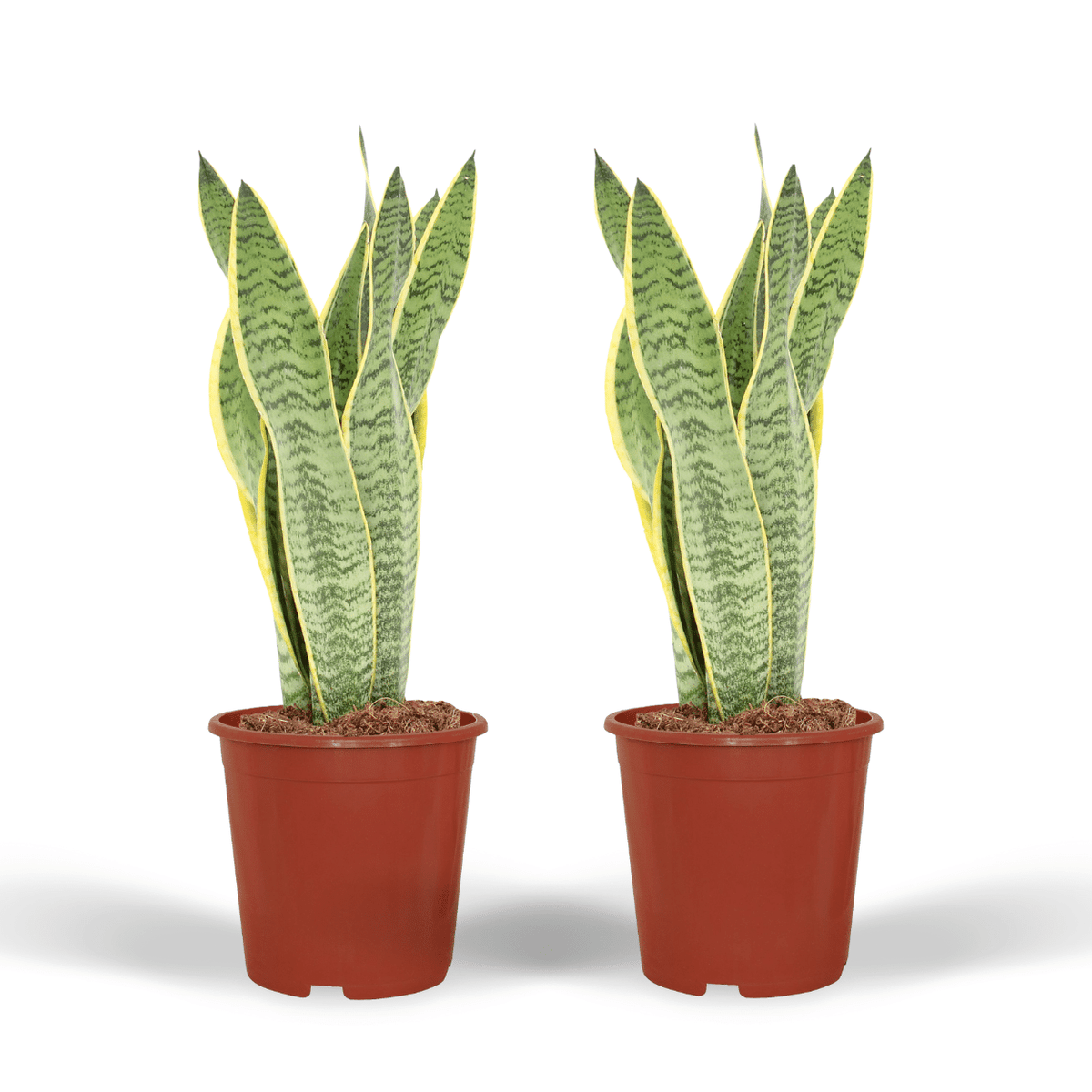 Vrouwentong Sansevieria Laurentii