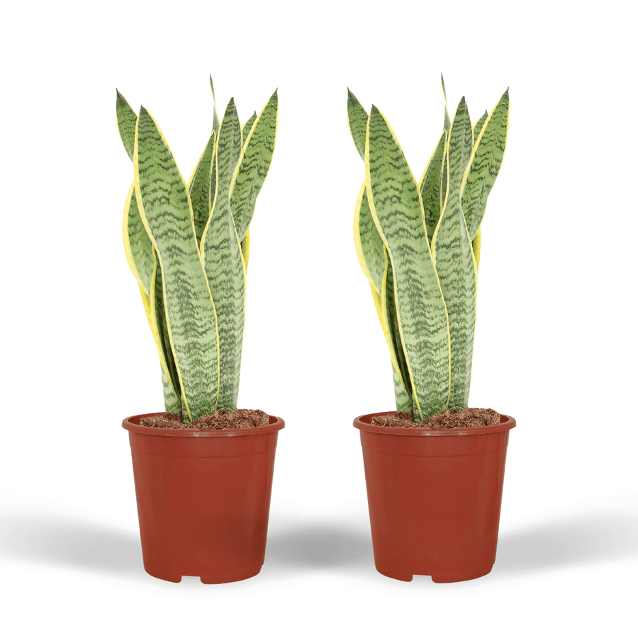 Vrouwentong Sansevieria Laurentii (2 planten, pot ø14 cm)