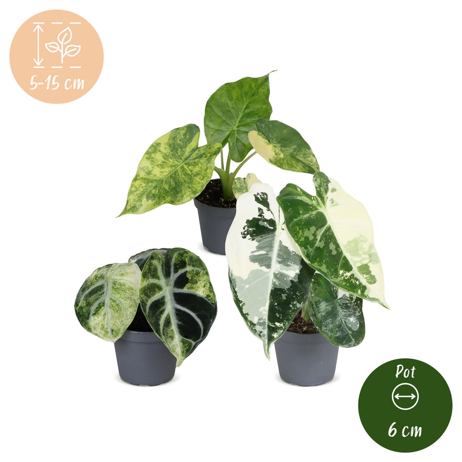 Baby Alocasia Tricolour Variegata (3 planten, pot ø6 cm)