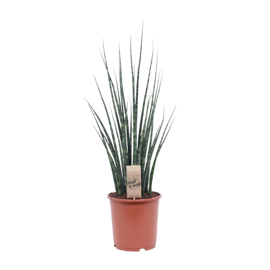 Svigermors skarpe tunge (Sansevieria 'Fernwood Mikado') 80 cm høj, potte ø19 cm