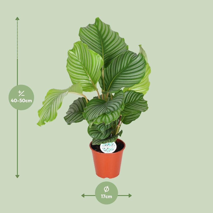 Calathea orbifolia 60 cm hoog, pot ø17 cm