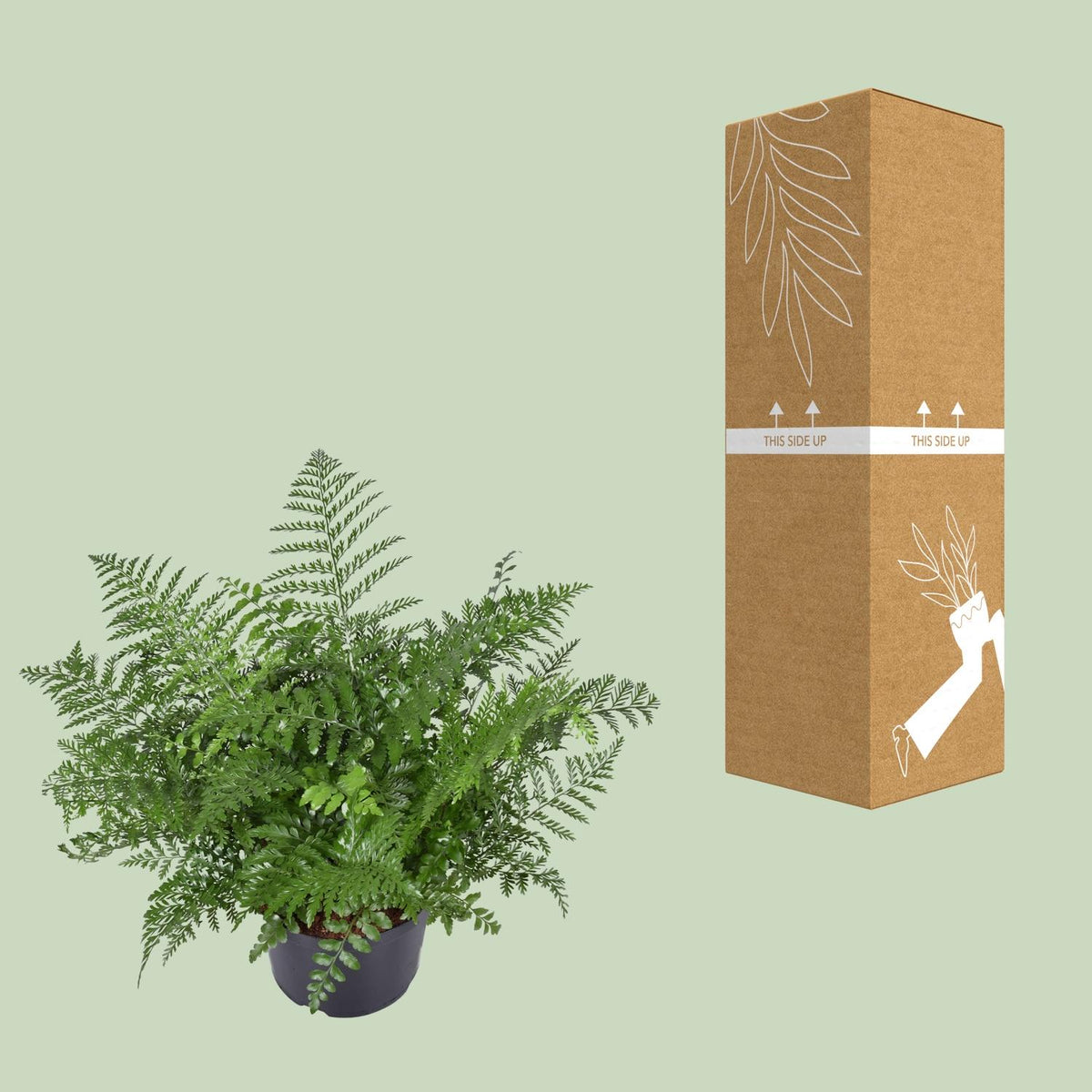 Vogelnestvaren (Asplenium 'Parvati')