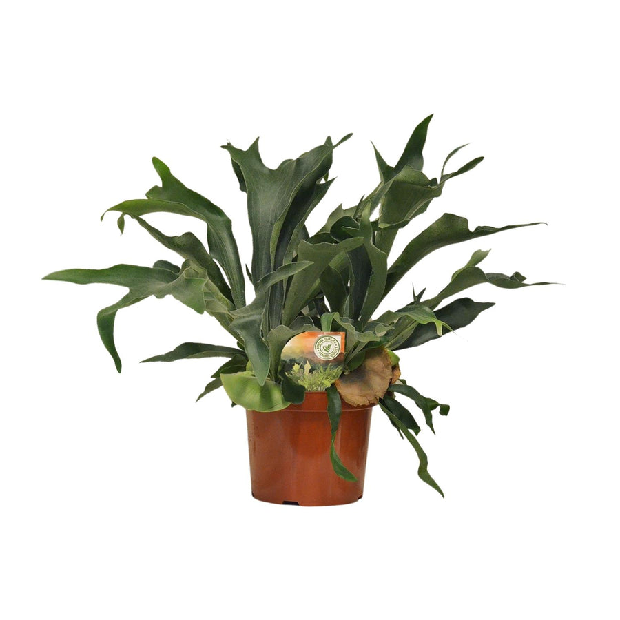 Geweihfarn (Platycerium bifurcatum) 80 cm hoch, Topf ø26 cm