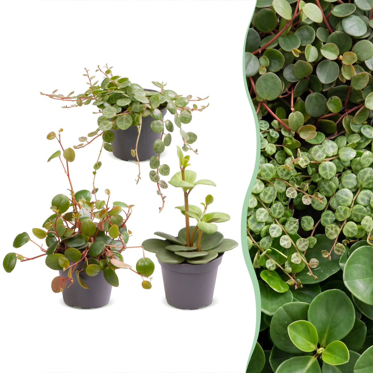 Baby Peperomia-mix