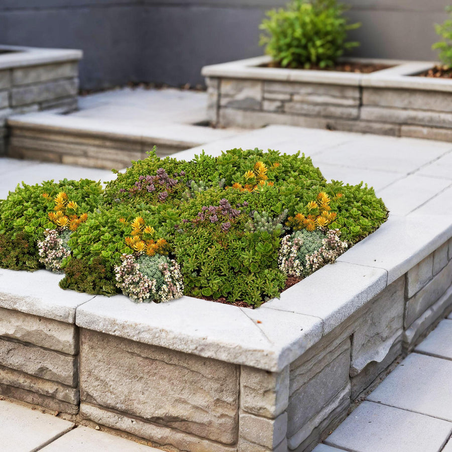Sedum tappezzante resistente al freddo, set da 2 tappeti 50x30 cm