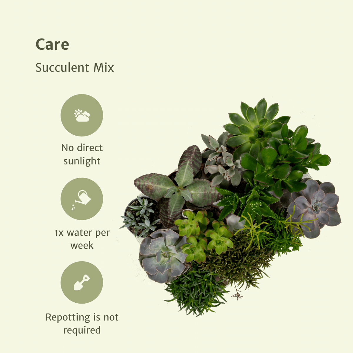 Sukkulentmix 10 cm