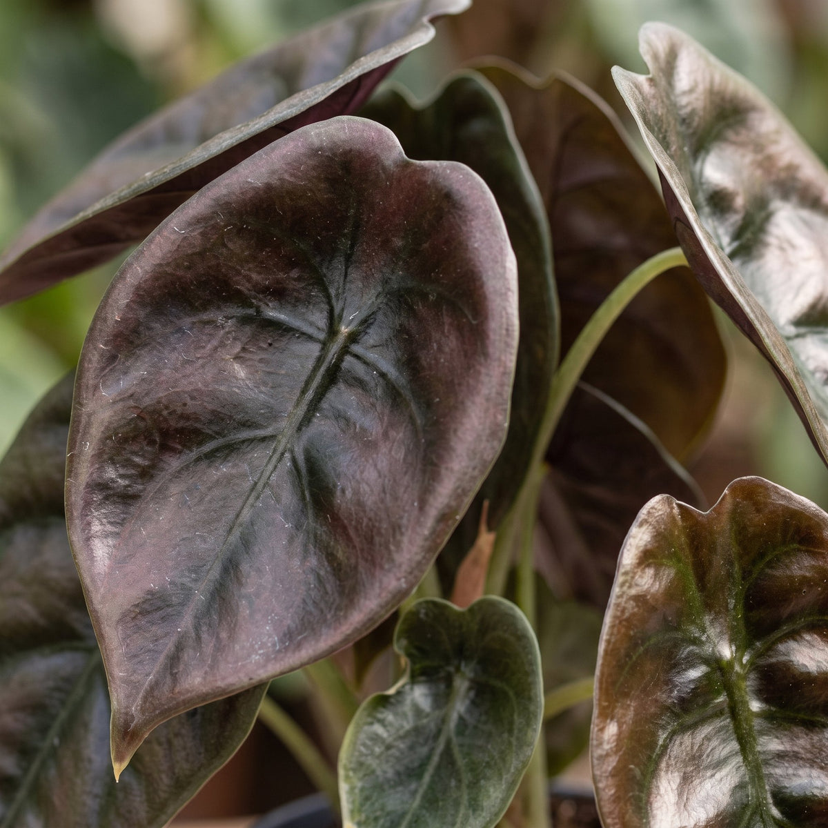 Alocasia cuprea 'Red'