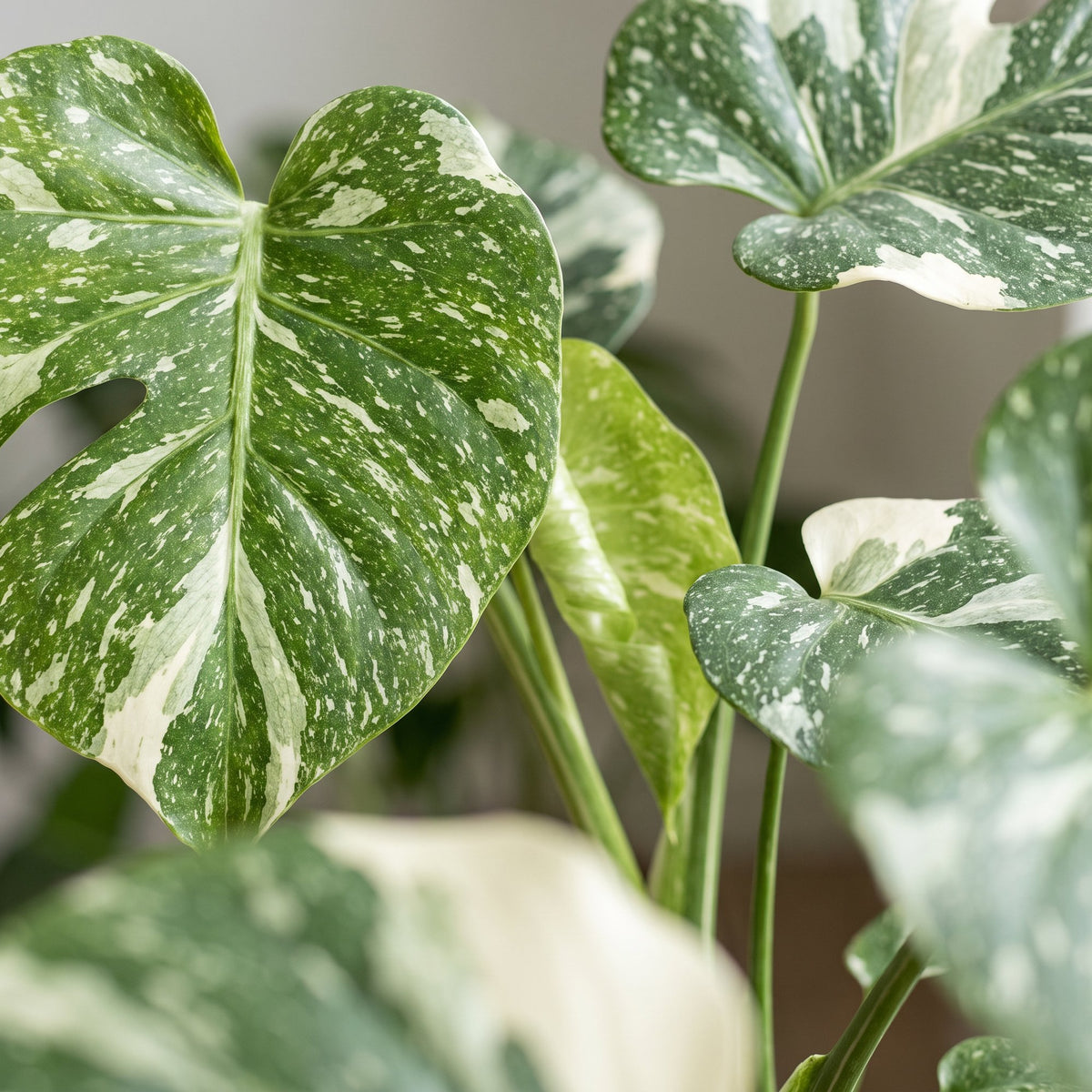 Monstera 14 cm høj, potte ø6 cm